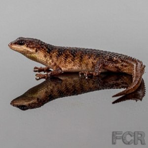 ​动物世界-苏拉威西棱蜥