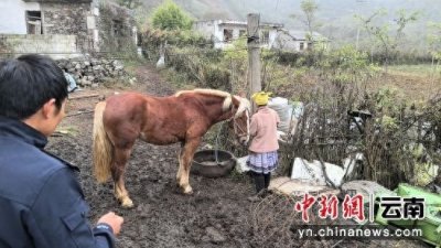 ​昭通4名偷马贼害怕被抓，将盗窃马匹遗弃山林