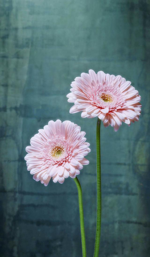 小清新手机壁纸！唯美锁屏背景待机画面！喜欢请关注小编！