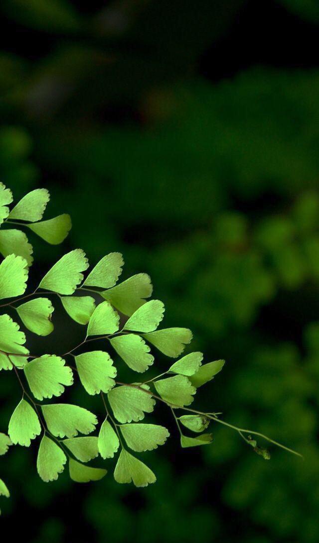 小清新手机壁纸！唯美锁屏背景待机画面！喜欢请关注小编！