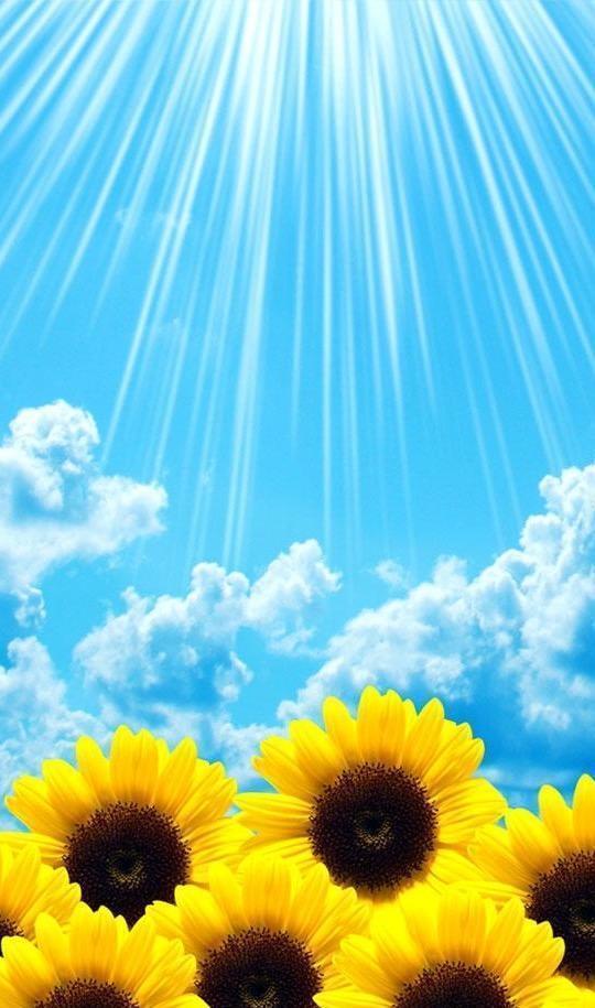 小清新手机壁纸！唯美锁屏背景待机画面！喜欢请关注小编！