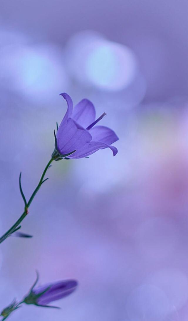 小清新手机壁纸！唯美锁屏背景待机画面！喜欢请关注小编！