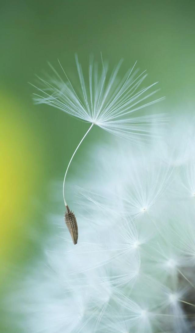 小清新手机壁纸！唯美锁屏背景待机画面！喜欢请关注小编！