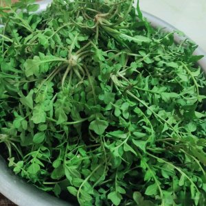 ​春天必吃的六种野菜（春天可以吃的十大野菜排名）