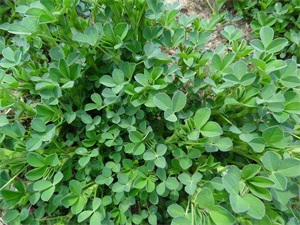 春天必吃的六种野菜（春天可以吃的十大野菜排名）