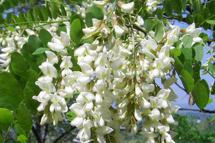 春天必吃的六种野菜（春天可以吃的十大野菜排名）