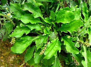 春天必吃的六种野菜（春天可以吃的十大野菜排名）