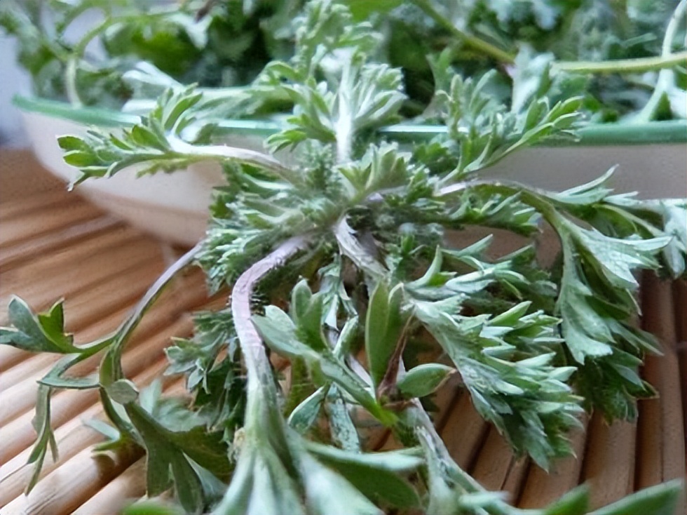 春天必吃的六种野菜（春天可以吃的十大野菜排名）