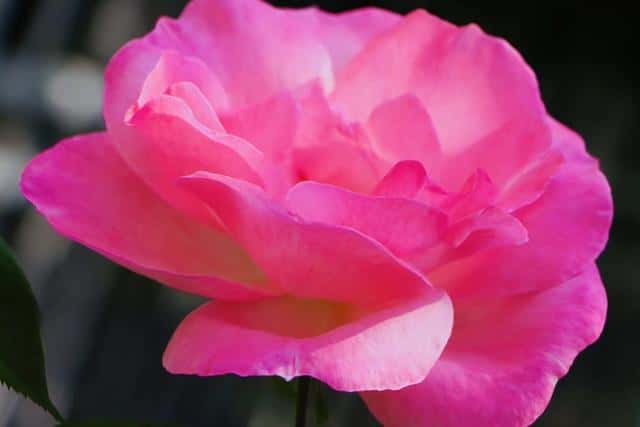 苏秦的悬梁刺股的故事（苏秦悬梁刺股的故事）