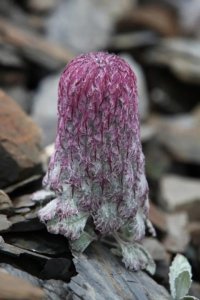 ​水母雪兔子，天生的“穷命”，也有“好命”