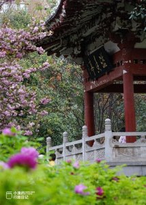 ​西安牡丹苑最美妙时刻，盛开牡丹花海等你来赏！