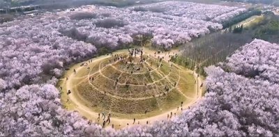 ​西安明秦王墓桃花盛开成网红景点，古墓迎来新春天？
