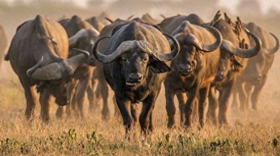 非洲水牛-非洲最危险的动物之一