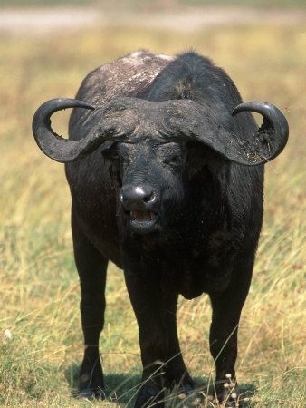 非洲水牛-非洲最危险的动物之一