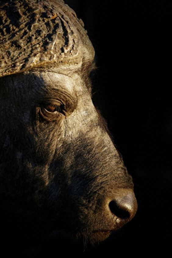 非洲水牛-非洲最危险的动物之一