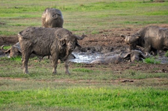 非洲水牛-非洲最危险的动物之一