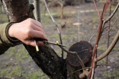 ​果树嫁接什么时间最好？通过4点了解果树嫁接与季节的关联性
