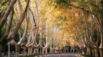 ​南京城两万棵梧桐树，都是蒋介石为宋美龄种下的？