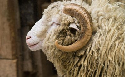 ​科学家发现雄绵羊长寿秘诀，或适用于人类，却令人无比纠结