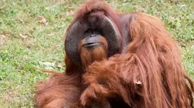 ​红毛猩猩有多聪明？智力等同人类5岁儿童