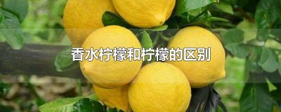 ​香水柠檬和柠檬的口感区别是什么 香水柠檬和柠檬的口感区别在哪
