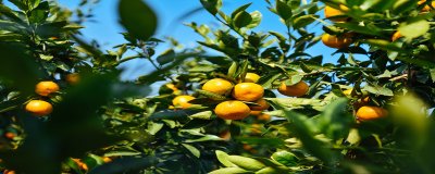 ​枳树和橘树的区别