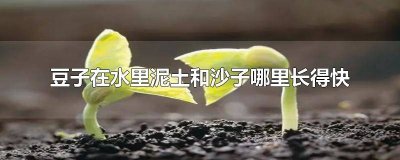 ​豆子在水里还是土里长得快 豆在水里,土里,沙里哪个长得最快