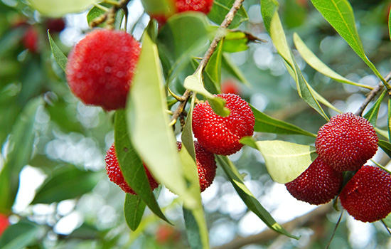 杨梅的营养价值及功效 杨梅有什么养生作用