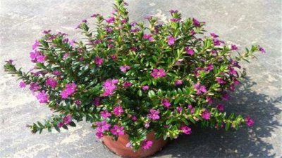 ​满天星怎么种植（图）