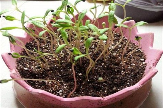 满天星怎么种植（图）(图2)