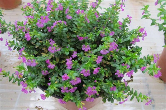 满天星怎么种植（图）(图4)