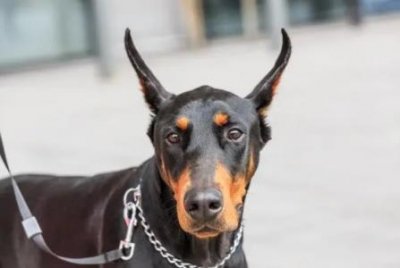 ​狗狗在夏天真的容易感到热吗？一起来看看真相吧！