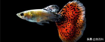 ​孔雀鱼苗怎么喂养（孔雀鱼刚生的小鱼怎么养成活率高）