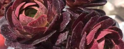 ​法师的养殖方法和浇水