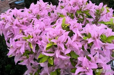 ​三角梅怎么过冬？这件事不要错过，做对了来年开花不断