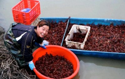 ​小龙虾养殖梦碎：182亩仅赚1800元，李女士反思养殖路