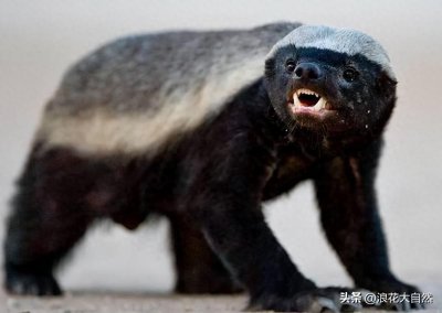 ​蜜獾的头号天敌居然是花豹,而不是狮子