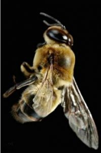 ​蜂群中的贵族一一雄蜂