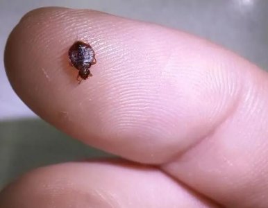 ​被臭虫爬过的被子能盖吗