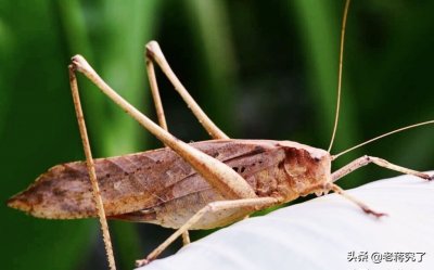 ​有趣的鸣虫小科普（六）：鸣虫玩赏的乐趣