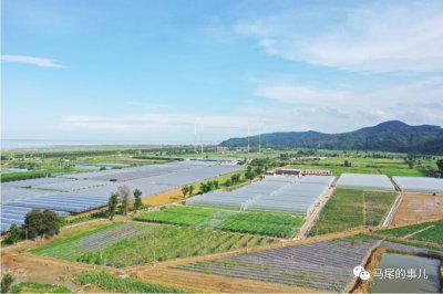 ​葡萄、玉米、黄蛏……七月的琅岐迎来盛夏丰收季