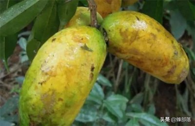 ​农村称之九月黄，常被认成八月瓜，80后儿时当零食，如今极其少见