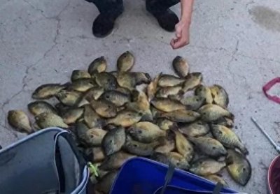 ​太阳鱼为何能在我国泛滥成灾？肉质鲜美少刺，靠吃能解决问题吗？