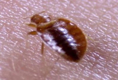 ​哪种杀臭虫药效果比较好？