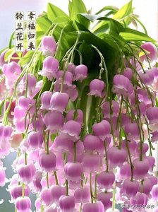 ​最普通的20种“吉祥花”，生活中的幸运花，室内养一盆好运连连！