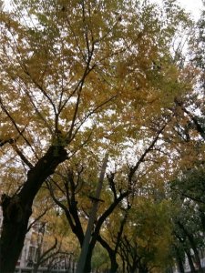 ​为什么鱼和熊掌不可兼得