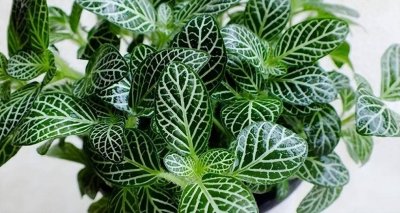 ​网纹草养殖秘籍：青海家中打造迷你热带雨林的三步走战略