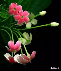 ​『收藏』园林绿化常用藤本植物