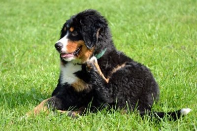 ​宠物狗系列之伯恩山犬