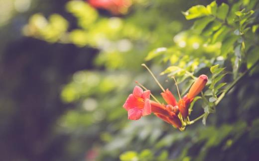 不放弃爱你的句子